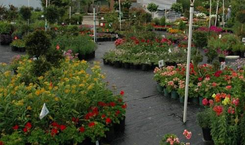 Northeast Florida S & J Tree Farm & Nursery
