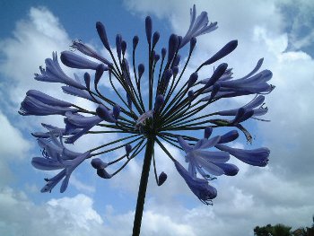 Agapanthus Bloom up close