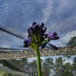 Agapanthus Ella Mae Bloom Up close