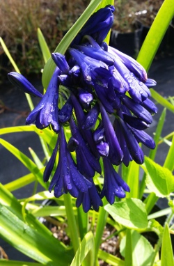 Agapanthus Elaine Bloom color up close