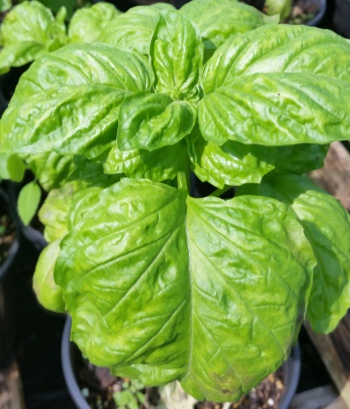 Lettuce leaf basil 