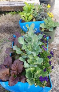 small space garden made form a food grade barrel cut in half with edible flowers and vegetables in Northeast Florida that is perfect for samll spaces