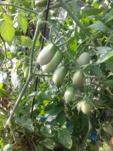 Roma tomatoes on a trellis growing in a Northeast Florida garden