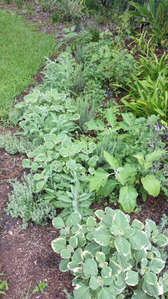 Herbs in the Landscape in Northeast Florida Gardens