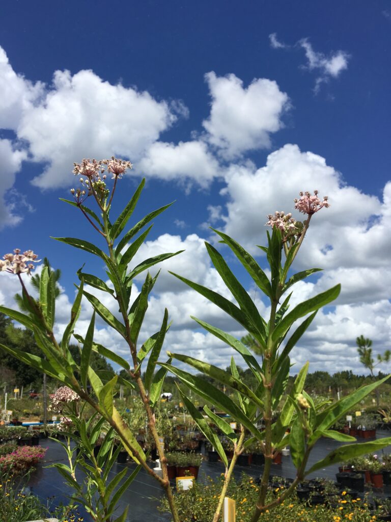 Pink Swamp Milkweed Florida native flower against the sky