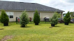 Trees being placed prior to installation for customer approval before planting to create a privacy tree forest 