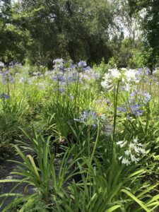 Lily of the Nile Blooms Agapanthus 