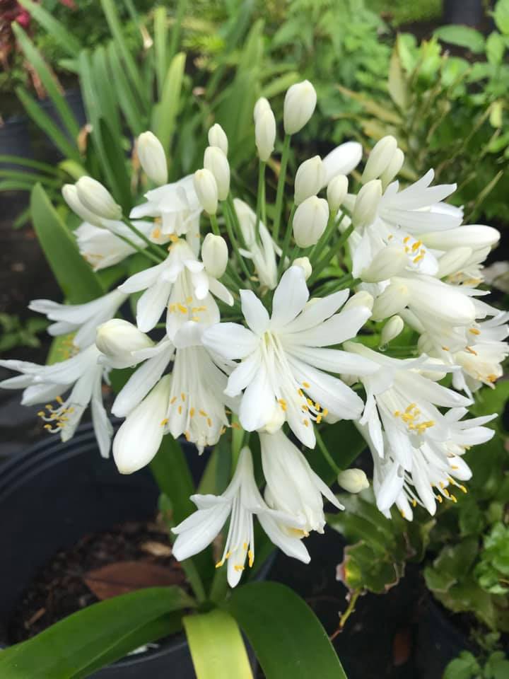 Agapanthus White Heaven Lily of the Nile bloom up close