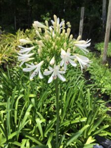 Agapanthus White heaven foliage in a 3 gallon size nursery pot