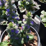 Ajuga Caitling Giant blooming in one gallon pots