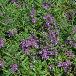 Angelonia Serena Purple in bloom