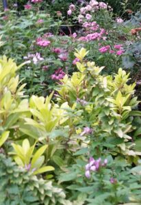 Anise Florida Sunshine planted with pink pentas and purple cleome