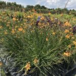 Bulbine Orange in bloom S & J Nursery 