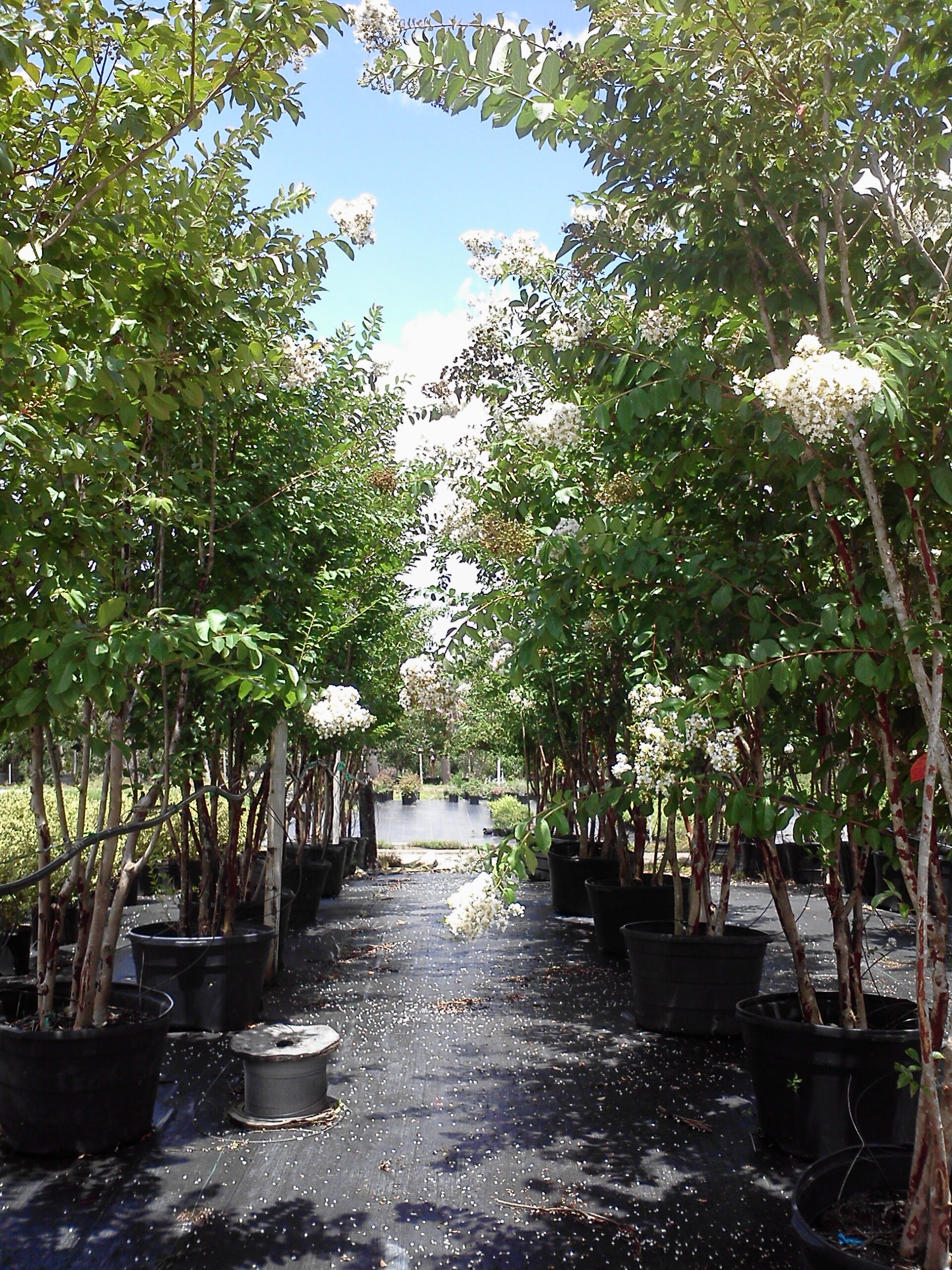Northeast Florida S & J Tree Farm & Nursery