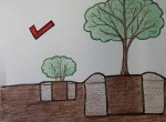 Drawing depicting correct installation of plant material for Floridas sandy soil where there is no dirt on top of the rootball from the container plant and planting depth is slightly above grade on the smaller plant and 1-2 inches above grade for larger trees. 