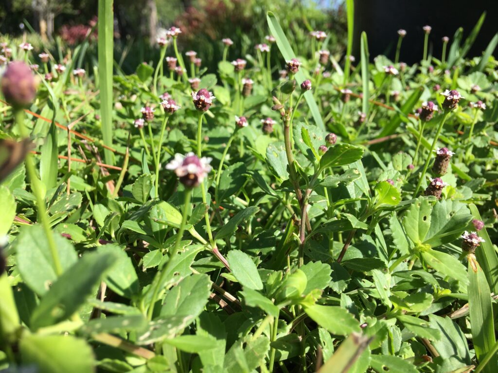 Turkey tangle Frog Fruit phyla nodiflora blooming 