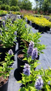 agastache plants growing in a nursery container 