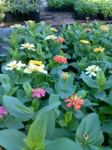 smaller potted 4 inch Zinnia flowers in nursery tray ready for sale 