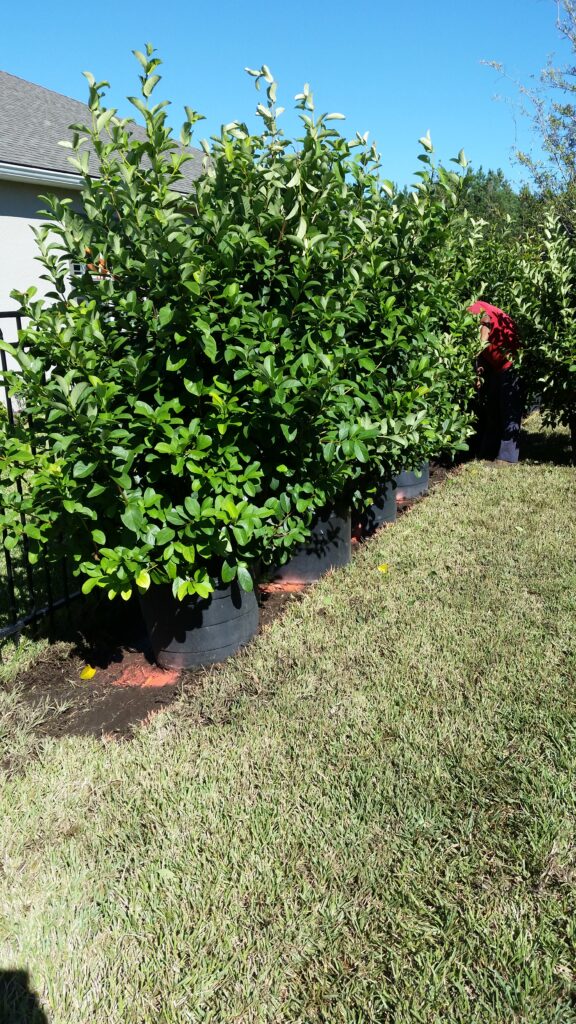 Viburnum shrub being planted in to the landscape for a privacy screen from the view of a neighboring house  