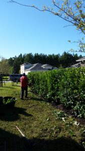 Viburnum odo 30 gallon just installed into a hedge line and trimmed up square