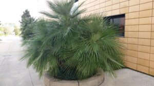 European Fan palm used as a commercial planting specimen in the middle of walkway area  Jackonville Florida 