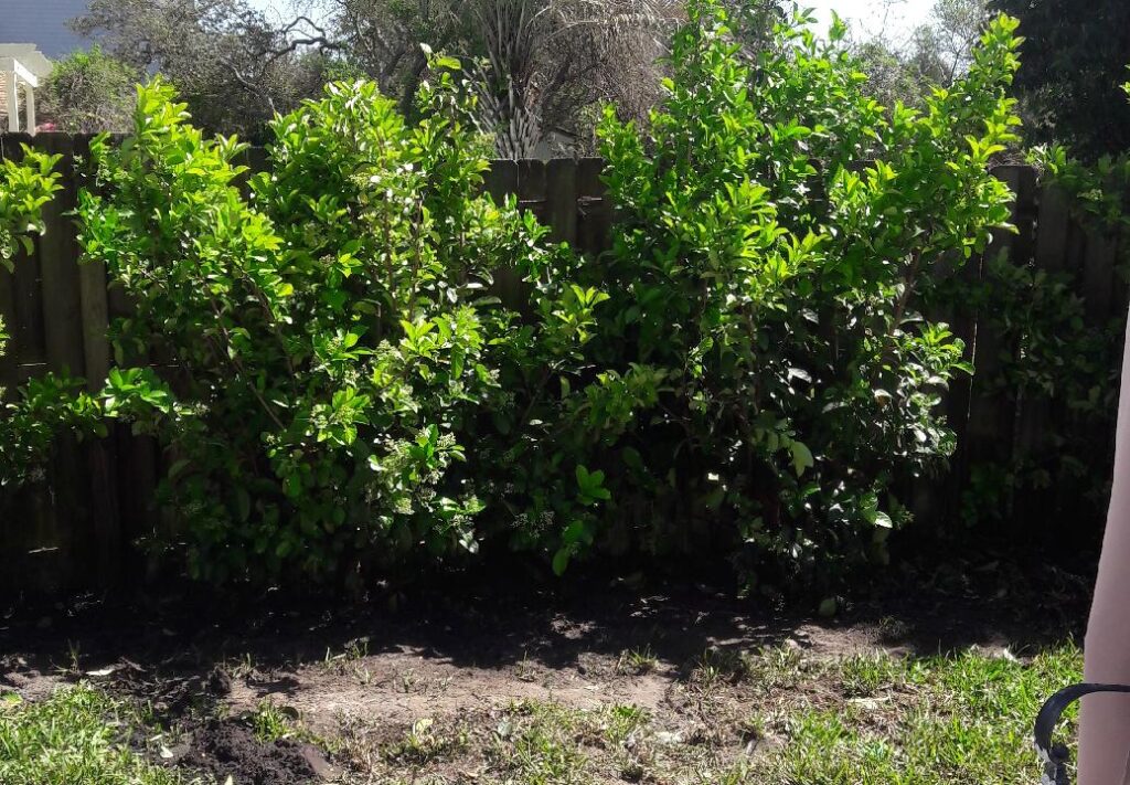 Viburnum Odoratissimum shrub as a natural unclipped hedge plant