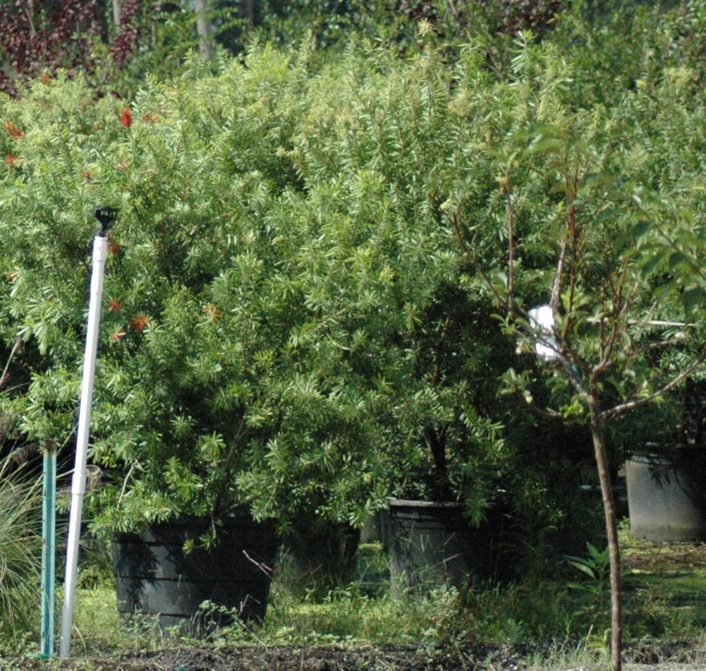 Bottlebrush trees in 30 gallon containers 