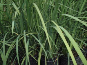 Yellow African Iris foliage