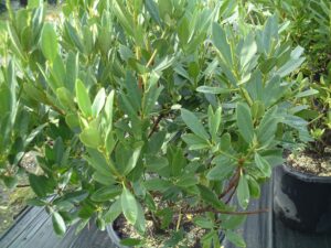 Florida Anise yellow in a 3 gallon nursery pot