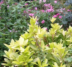 Anise Florida Sunshine foliage up close St Augustine Florida 