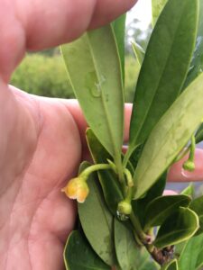 Anise yellow showing inconspicuous bloom