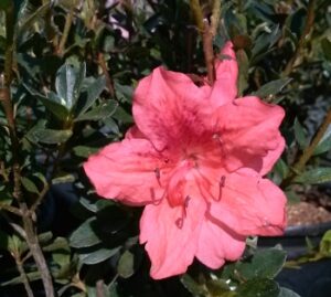 Azalea Fashion blooms