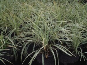 Aztec Grass in one gallon nursery containers showing the white striped foliage up close 