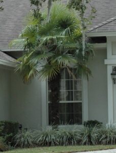 Variegated Loriope Aztec grass used in front of low windows on a home foundation around a windmill palm