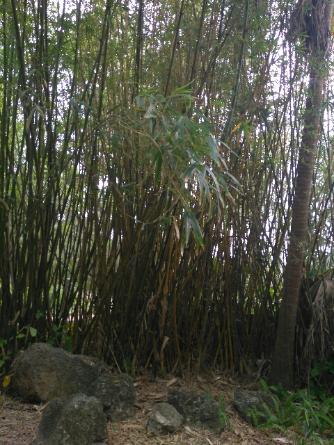 Bamboo plants canes and foliage