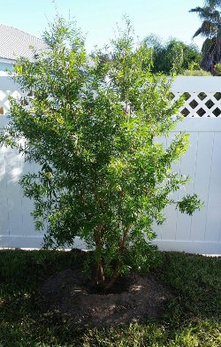 just planted Bottlebrush Red Cluster used as privacy blocker from neighboring views and sounds in northeast Florida 