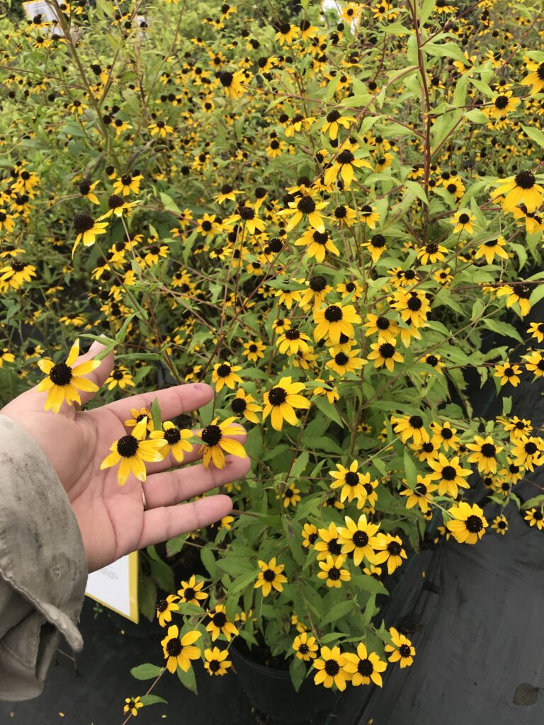 Brown Eyed Susan Rudbecia triloba flowers in nursery containers