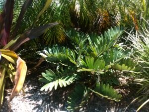 Cardboard Palm planted under neath another palm in the Jacksonville Florida landscape 