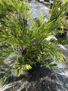 Coontie Palm in a nursery pot