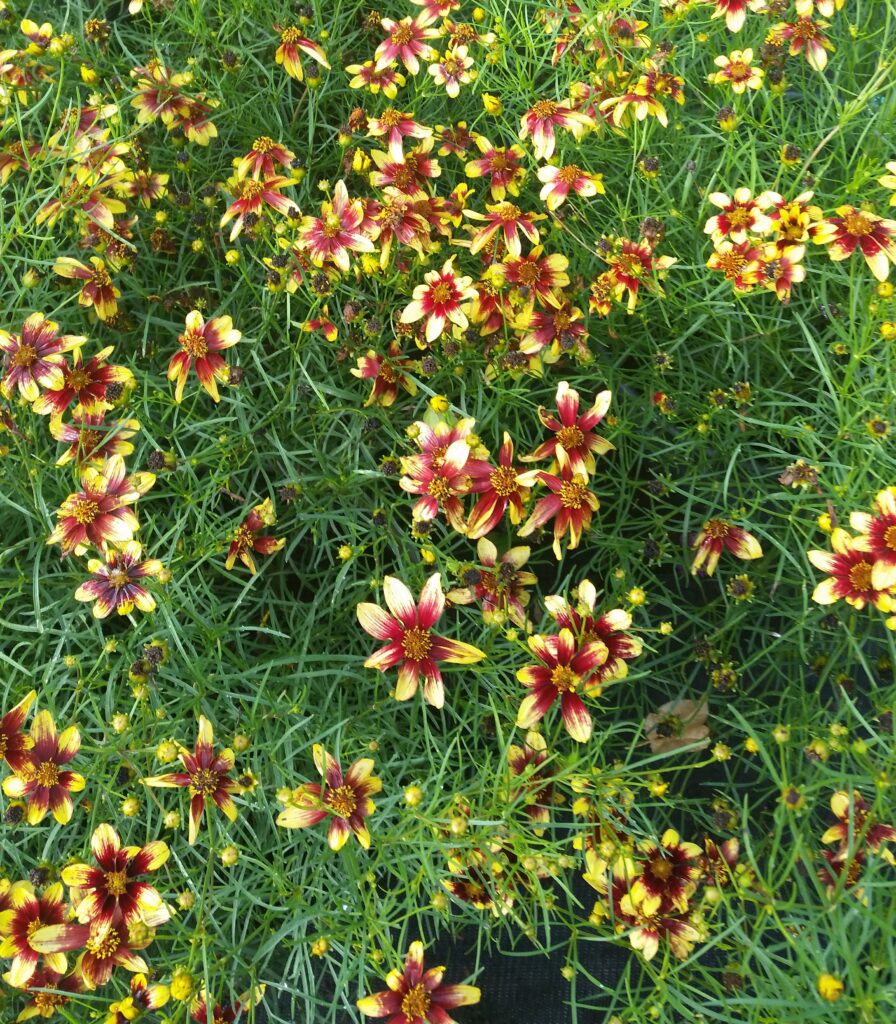 Coreopsis route 66 in full bloom