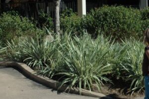 variegated Flax Lily Dianella tasmanica 'variegata' used as an edging plant in mass planting Jacksonville Florida 