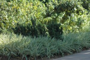 variegated Flax lily planted at the base of Wax myrtle trees Jacksonville Florida Landscape 