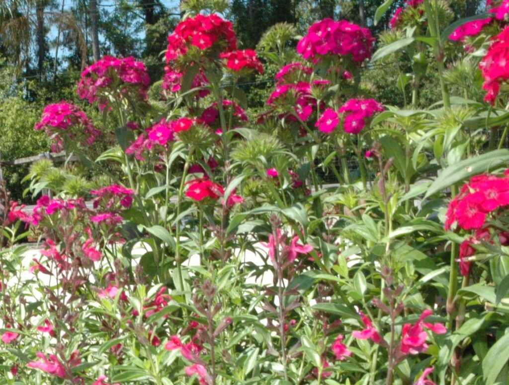 Dianthus Amazon Neon 