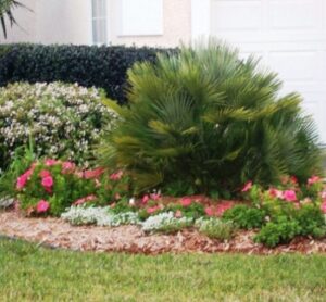 Chamaerops humilis in the landscape with flowering accents surrounding it Fruit cove Florida