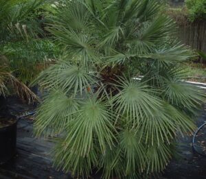 5 gallon nursery Pot European Fan palm St. Augustine Florida 