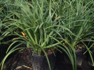 Liriope Muscari Evergreen Giant in one gallon nursery containers