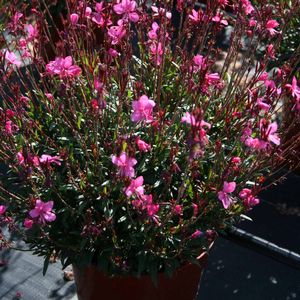 Gaura Belleza Dark Pink S & J Nursery in bloom