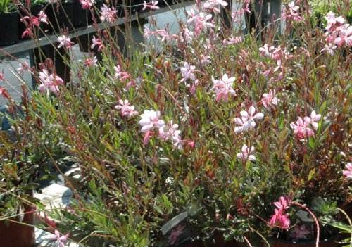 Gaura Pink Fountain S & J Nursery