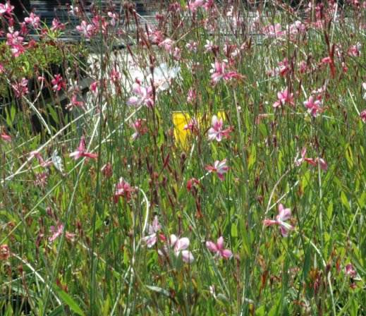 Gaura Siskyou pink in bloom