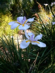 African Iris blooms up close